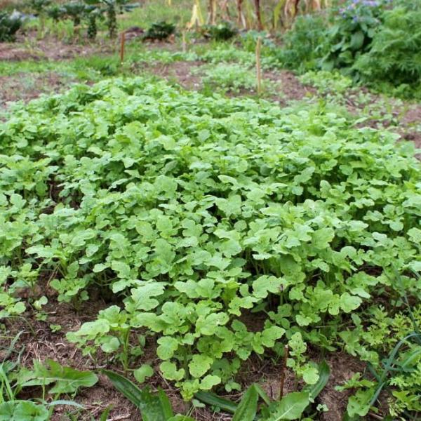 Les engrais verts au potager en automne pourquoi et comment les — free download
